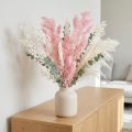 Asperges séchées en forme de plumes roses (Asparagus) 55-70 cm | Floristik24.be