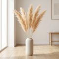 Fleurs séchées Asperges ornementales Abricot 90cm 5pcs | Floristik24.be