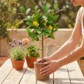Citronnier artificiel, pot de 58 cm, arbre décoratif, style méditerranéen | Floristik24.be
