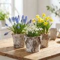 Pot bouleau petite jardinière bouleau blanc Ø10cm H8,5cm 6 pcs | Floristik24.be