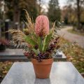 Fleur artificielle Banksia rose automne décoration fleuristerie commémorative 64cm | Floristik24.be