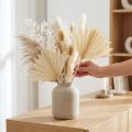 Palmspear Sun mini blanchi 30 pcs | Floristik24.be