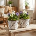 Pot déco bouleau blanchi cache-pot Ø18cm H15cm 2pcs | Floristik24.be