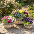 Panier en osier à planter Jardinière L29/33/38cm lot de 3 | Floristik24.be