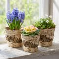 Pot de fleurs en bouleau avec feuille d'aluminium Ø15cm H13cm 3pcs | Floristik24.be