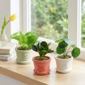 Plantes vertes artificielles mini plantes en pot 15cm 3pcs | Floristik24.be