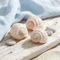 Moules Tonna Tessalata 7 pcs | Floristik24.be