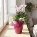 Pot à orchidées brillant Ø12,5cm cerise 1 pc | Floristik24.be