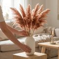 Décoration en roseau séché abricot 75 cm, 10 pièces, style bohème, herbe de la pampa | Floristik24.be
