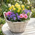 Panier avec anses Panier à copeaux Panier à plantes blanchi Ø18cm H12cm | Floristik24.be