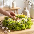 Mousse déco mousse de rennes vert clair stabilisée 400g | Floristik24.be