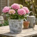 Pot de fleurs en métal style shabby chic avec motif en forme de cœur, Ø 22 cm, H 17,5 cm | Floristik24.be