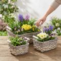 Panier à plantes avec anses, bol panier carré, jardinière naturelle pour planter shabby chic blanc lavé L30/25,5/21 cm H12/11/10 cm lot de 3 | Floristik24.be