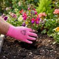Gants de jardin Kixx taille 8 rose, rose | Floristik24.be