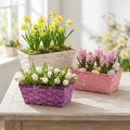 Panier à chips carré violet/blanc/rose 8 pcs | Floristik24.be