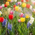 Piquet de jardin papillon métal tricolore L25cm 6pcs | Floristik24.be