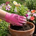 Gants de jardin Kixx taille 7 rose, rose | Floristik24.be