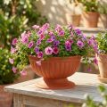 Bol avec base en terre cuite Ø26cm | Floristik24.be