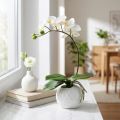 Crème Phalaenopsis dans un pot en céramique 33cm | Floristik24.be