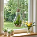 Cactus dans verre à suspedre 21cm | Floristik24.be