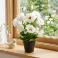 Pavot dans un pot de fleurs en soie blanche décoration florale | Floristik24.be