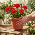 Cache-pot « Oliver » terre cuite Ø25cm | Floristik24.be
