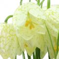 Floristik24 Fleurs d&#39;échiquier Fritillaria artificielles blanches, vertes 40cm 12pcs
