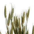 Floristik24 Décoration grain triticale en botte nature 1bundle