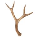 Floristik24 Bois de cerf artificiels, réalistes, rustiques, 32 cm