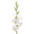 Floristik24 Glaïeul artificiel, à longue tige, pour vases, 88 cm