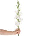 Glaïeul artificiel, à longue tige, pour vases, 88 cm | Floristik24.be