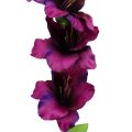 Floristik24 Glaïeul violet foncé 86cm