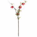 Branche de grenadier