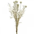 Floristik24 Herbes sèches herbe de pampa artificielle allium crème, beige H60cm