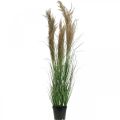 Floristik24 Carex artificiel en pot avec fleurs séchées vert, marron 98cm