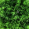 Floristik24 Boule d&#39;herbe boule décorative plantes artificielles vertes ronde Ø18cm 1pc
