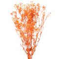 Floristik24 Bouquet de gypsophile séchée (75 cm, 100 g)