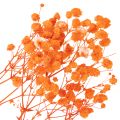 Bouquet de gypsophile séchée (75 cm, 100 g) | Floristik24.be