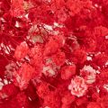 Bottes de gypsophile séchée (Gypsophila) de 75 cm, 100 g | Floristik24.be