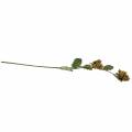 Branche de noisette verte / brune 84cm | Floristik24.be