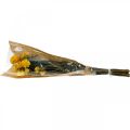 Floristik24 Bouquet décoratif de fleurs séchées jaunes Strawflower 75g