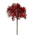 Floristik24 Branche de sureau rouge 55 cm 4 p.