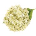 Fleur d'hortensia artificielle à longue tige et feuilles, 60 cm | Floristik24.be