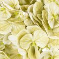 Fleur d'hortensia