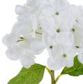 Floristik24 Hortensia 35cm blanc