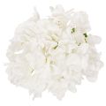 Fleur d'hortensia