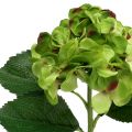 Floristik24 Hortensia vert artificiel pour la décoration L54cm