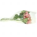 Floristik24 Hortensia rose 33cm 1pc
