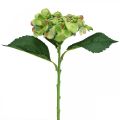 Floristik24 Hortensia artificiel, décoration florale, fleur en soie verte L44cm