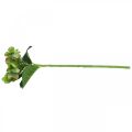Floristik24 Hortensia artificiel, décoration florale, fleur en soie verte L44cm